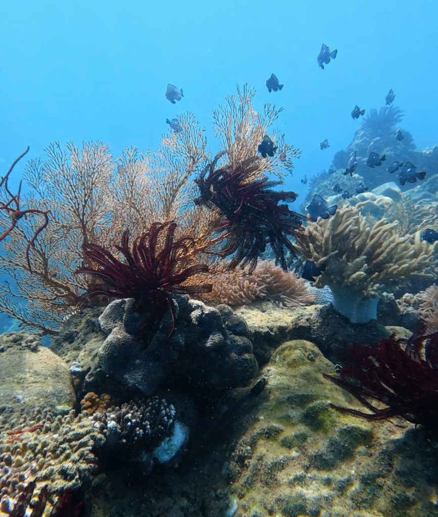 Hon Seo Reef